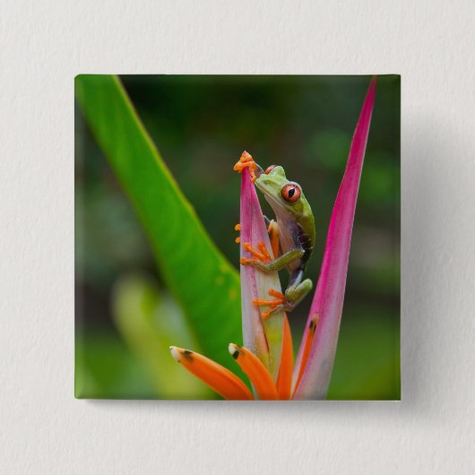 Rotaugenfrosch, Costa Rica Button (Vorderseite)