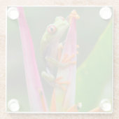 Rotaugenfrosch, Costa Rica Glasuntersetzer (Rückseite)