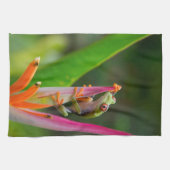 Rotaugenfrosch, Costa Rica Küchentuch (Horizontal)