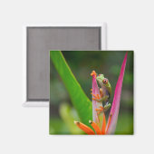 Rotaugenfrosch, Costa Rica Magnet (Vorderseite/Rückseite)