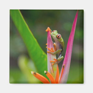 Rotaugenfrosch, Costa Rica Magnet