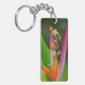 Rotaugenfrosch, Costa Rica Schlüsselanhänger (Vorderseite links)