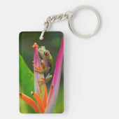 Rotaugenfrosch, Costa Rica Schlüsselanhänger (Rückseite)