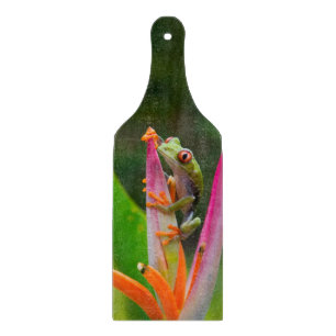 Rotaugenfrosch, Costa Rica Schneidebrett