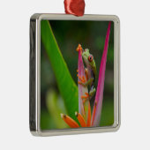 Rotaugenfrosch, Costa Rica Silbernes Ornament (Rechts)
