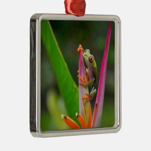 Rotaugenfrosch, Costa Rica Silbernes Ornament (Rechts)