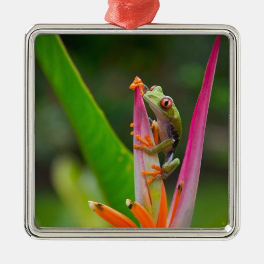 Rotaugenfrosch, Costa Rica Silbernes Ornament (Vorne)