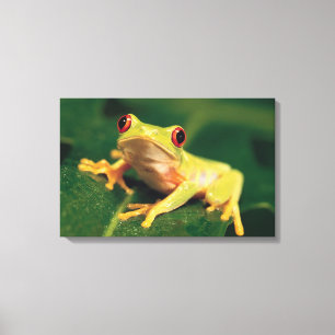 Rotaugenfrosch Leinwanddruck