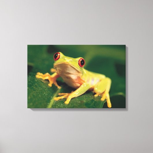 Rotaugenfrosch Leinwanddruck (Vorderseite)