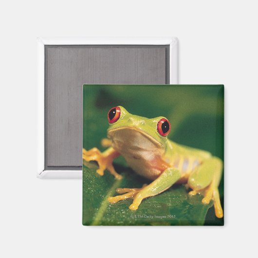 Rotaugenfrosch Magnet (Vorderseite/Rückseite)