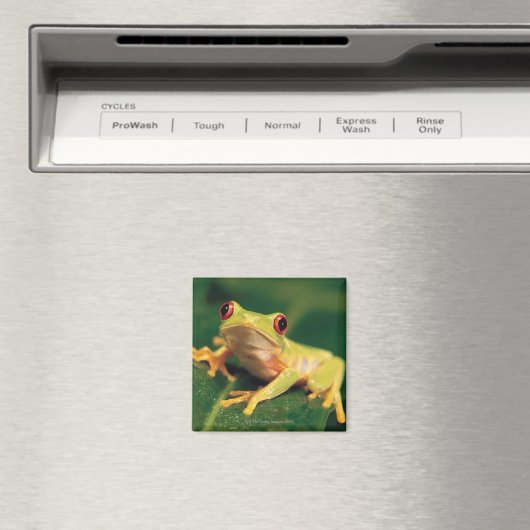 Rotaugenfrosch Magnet (In Situ (Geschirrspüler))