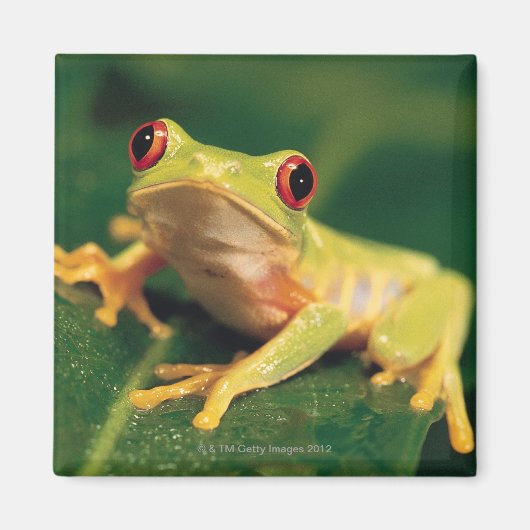 Rotaugenfrosch Magnet (Vorne)
