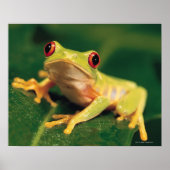 Rotaugenfrosch Poster (Vorne)
