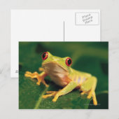 Rotaugenfrosch Postkarte (Vorne/Hinten)