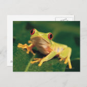 Rotaugenfrosch Postkarte (Vorne/Hinten)