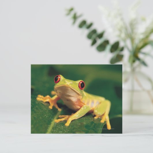 Rotaugenfrosch Postkarte (Stehend Vorderseite)