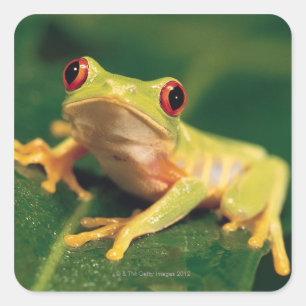 Rotaugenfrosch Quadratischer Aufkleber