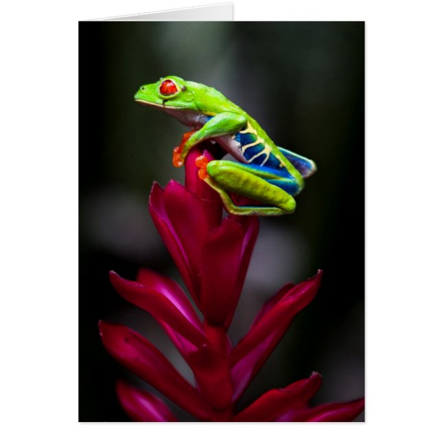 Rotaugenklaubfrosch (Vorne)