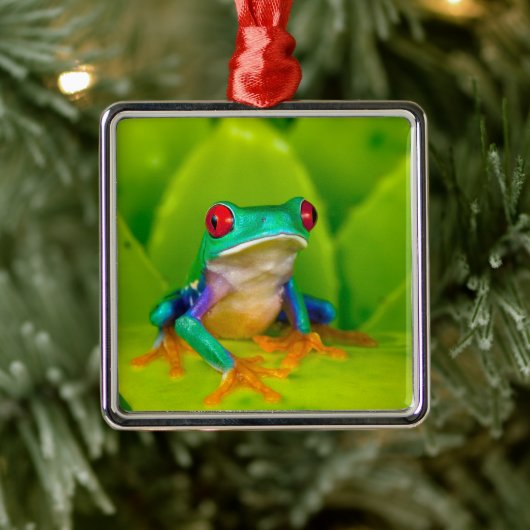 Rotaugenklaubfrosch, Costa Rica Ornament Aus Metall (Baum)