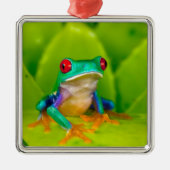 Rotaugenklaubfrosch, Costa Rica Ornament Aus Metall (Vorne)