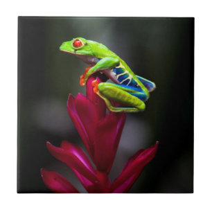 Rotaugenklaubfrosch Fliese