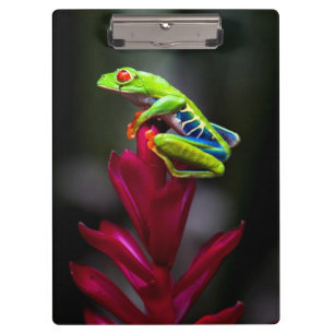 Rotaugenklaubfrosch Klemmbrett