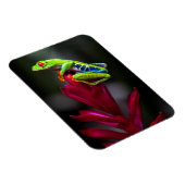 Rotaugenklaubfrosch Magnet (Rechte Seite)
