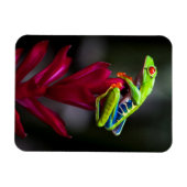 Rotaugenklaubfrosch Magnet (Horizontal)