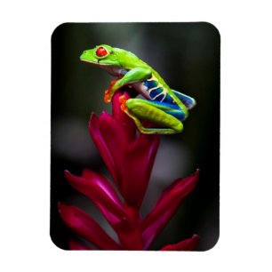 Rotaugenklaubfrosch Magnet