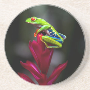 Rotaugenklaubfrosch Sandstein Untersetzer