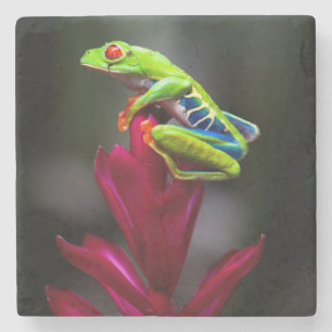 Rotaugenkletterfrosch Steinuntersetzer