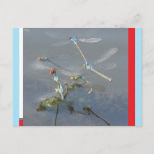 Rotäugige Kleinlibellen DIY-Postkarte Feiertagspostkarte