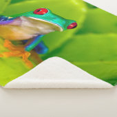 Rotaugiger Laubfrosch, Costa Rica Sherpadecke (3/4)