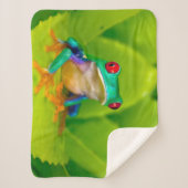 Rotaugiger Laubfrosch, Costa Rica Sherpadecke (Vorderseite)