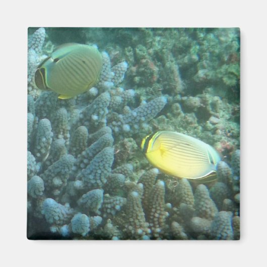 Rotbarbe (Chaetodon lunulatus) Magnet