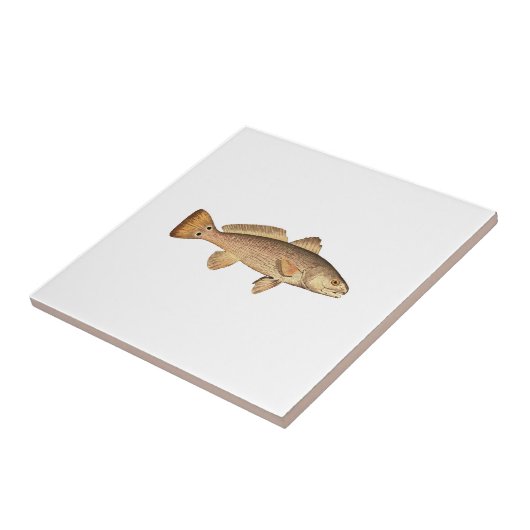 Rotbarsch-Logo Fliese (Seite)