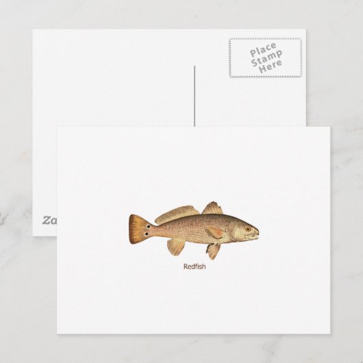 Rotbarsch-Logo Postkarte (Vorne/Hinten)