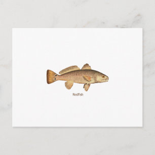 Rotbarsch-Logo Postkarte