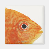 Rotbarsch Magnet (Vorne)