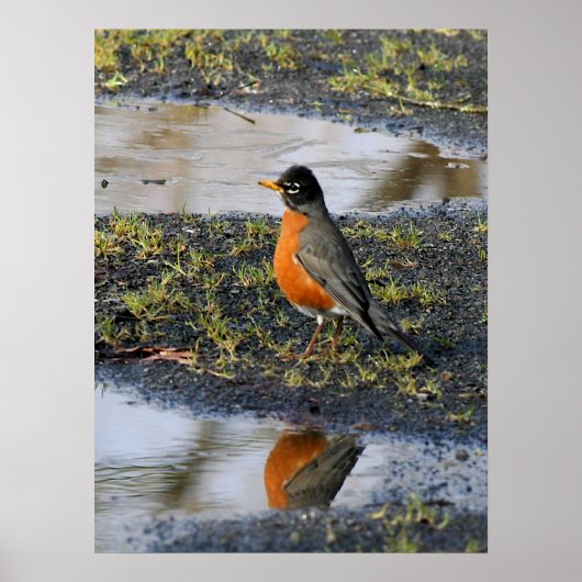 Rotbarsch Poster (Vorne)