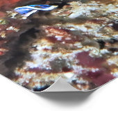 Rotbarsch Poster (Ecke)