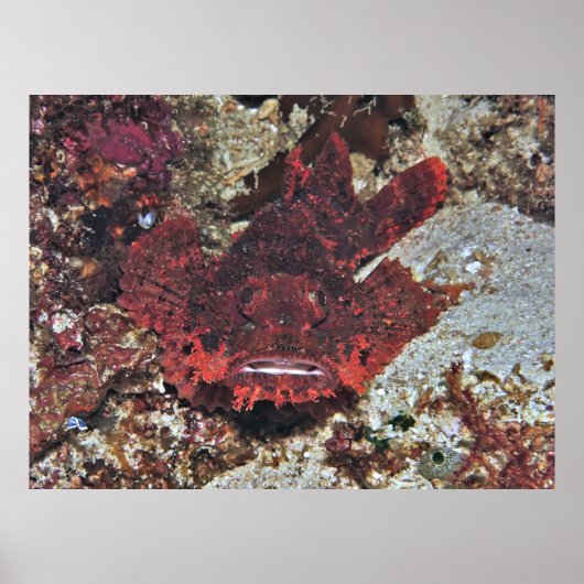 Rotbarsch Poster (Vorne)