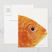 Rotbarsch Postkarte (Vorne/Hinten)