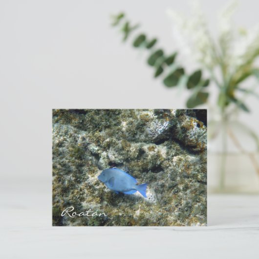 Rotbarsch Postkarte (Stehend Vorderseite)