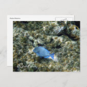 Rotbarsch Postkarte (Vorne/Hinten)