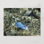 Rotbarsch Postkarte (Vorderseite)