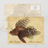 Rotbarsch Postkarte (Vorne/Hinten)