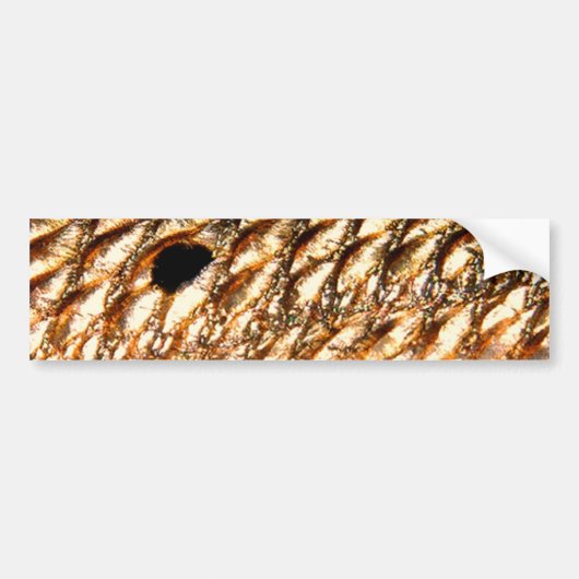 "Rotbarsch-" - rote Trommel durch PatternWear© Autoaufkleber (Vorne)