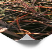 Rotbarscherkaktus - Glossy Print 23x23 Poster (Ecke)