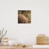 Rotbarscherkaktus - Glossy Print 23x23 Poster (Küche)